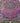 Pink Star